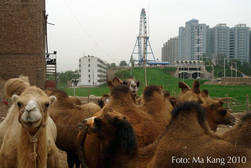Ma Kang: Kamele beim Donghu See, Kashgar; August 2010 