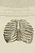Bild 2 zum Titel Moderne Anatomie im 16. Jahrhundert