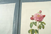 Bild 2 zum Titel Pierre-Joseph Redouté: Les Roses. T. 2